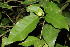 Dimorphocalyx glabellus var. lawianus